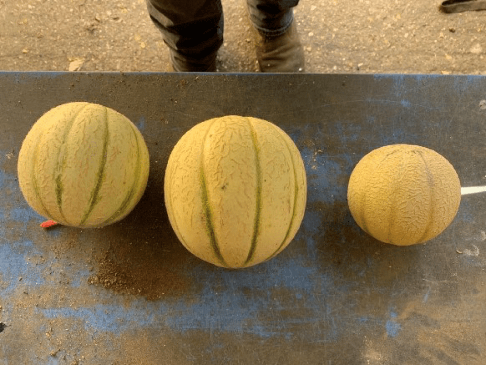 BioCat applied to Melons in agriculture a success