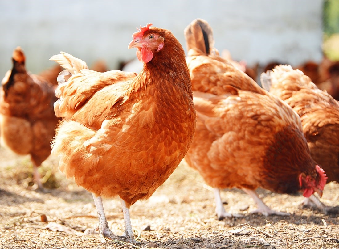 Organic Poultry Production 