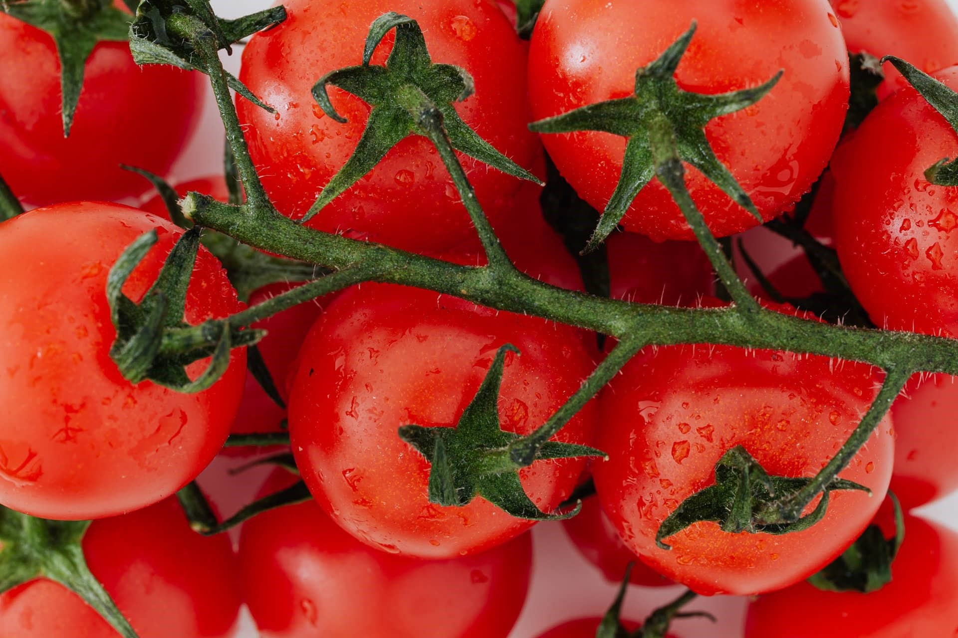 Applications of BioCat+™ in agriculture